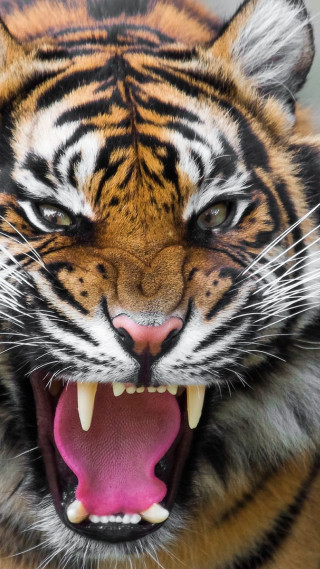 Tiger mouth open teeth wide 6 - its mouth open free wallpaper