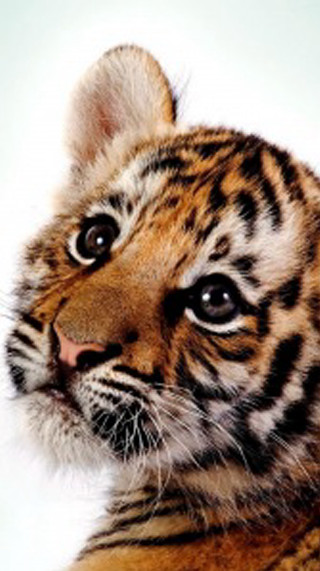 Tiger cub sad look camera - a tiger cub free wallpaper