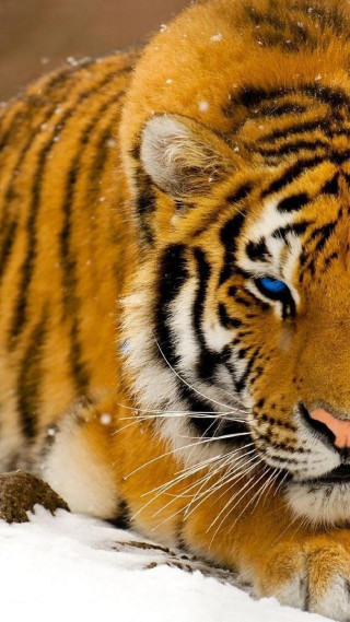 Tiger laying snow open eyes - free animals wallpaper
