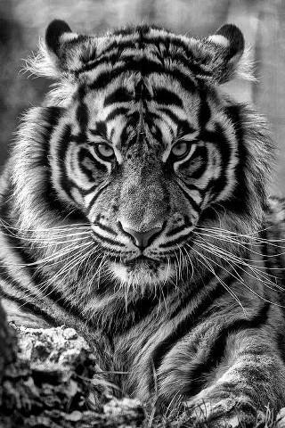 Tiger black white photo tree - a tree branch free wallpaper