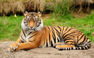Tiger laying rock grassy stream - a grassy area free wallpaper