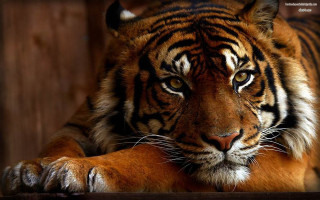 Tiger laying sad looking table - a tiger free wallpaper