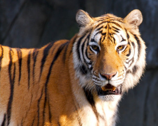 Tiger serious rock wall camera - a tiger free wallpaper