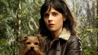 Woman dog forest magical realism - a forest setting free wallpaper