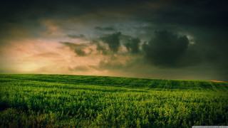 Green field lone tree cloudy 4 - derek hill free wallpaper
