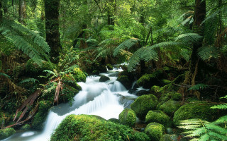 Lush forest stream waterfall alexanderbrook - a stream free wallpaper