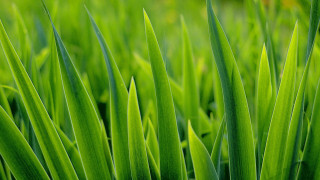 Close up green grass thin - a green grass field free wallpaper