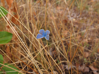 Blue butterfly leaf grass cow - dry free wallpaper