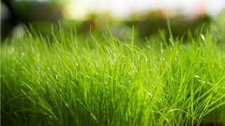 Close up green grass water 5 - water droplet free wallpaper