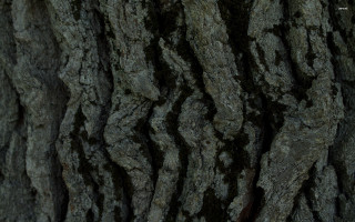 Tree trunk bird perched branch - andor basch free wallpaper