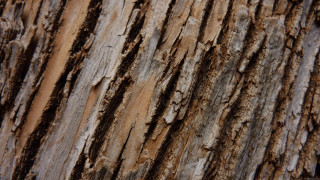 Tree trunk bird perched closeup - texture free wallpaper