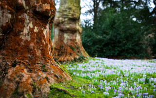 Flower field forest moss autumn - moss free wallpaper
