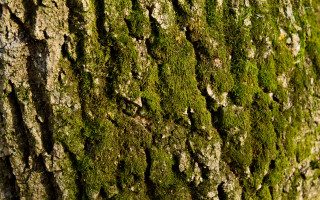 Tree moss bark bird close - boetius adamsz bolswert free wallpaper
