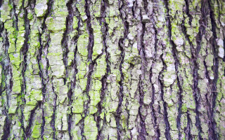 Mossy tree trunk bark green - a close up of a tree trunk free wallpaper