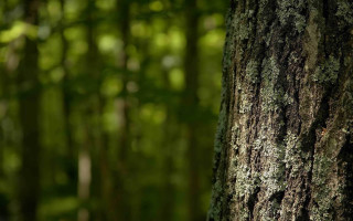 Tree moss forest green background - free forest wallpaper
