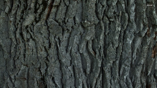 Tree trunk bark texture brown - texture free wallpaper