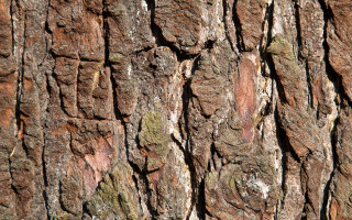 Tree trunk bird side close - boetius adamsz bolswert free wallpaper