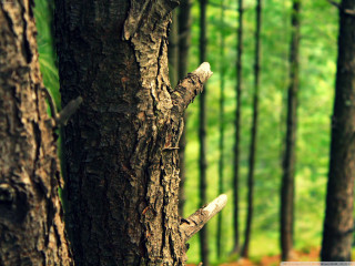 Tree trunk bird perched forest - forest free wallpaper