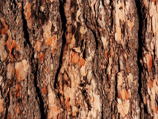 Tree trunk bird perched close - a close up of a tree trunk free wallpaper