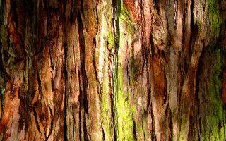 Tree trunk moss bird woodcut - a close up of a tree trunk free wallpaper