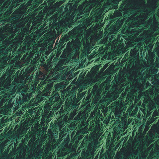 Tree close up green leaves - evaline ness free wallpaper