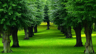 Park trees bench green nature 2 - a row of trees free wallpaper