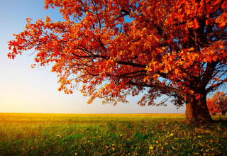 Red leaves tree grassy field 4 - sunset free wallpaper