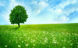 Tree field blue sky green 2 - a green field free wallpaper
