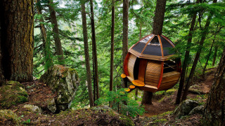 Tree house forest walkway path - a walkway free wallpaper