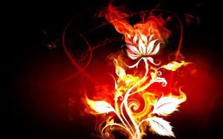 Red yellow flower black background 2 - flower free wallpaper for desktop