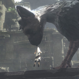 Bird flying over city video - its mouth free wallpaper