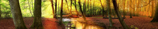 Stream forest trees leaves path - forest free wallpaper
