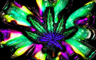 Colorful flower black background green 3 - a purple center free wallpaper