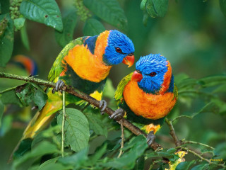 Colorful birds sitting branch tree 7 - two colorful bird free wallpaper