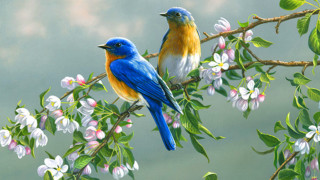Birds branch flowering tree colorful - a blue bird free wallpaper