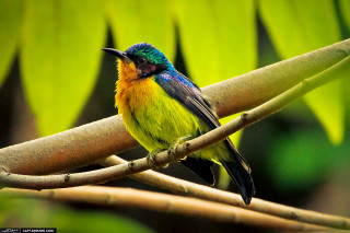 Colorful bird branch tree green - the branch free wallpaper
