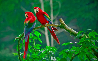 Two red green parrots branch 2 - a branch in a tree free wallpaper