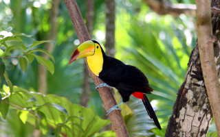Colorful bird tree branch forest 4 - a tree branch in a forest area free wallpaper