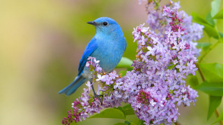 Blue bird purple flower ecological - a blue bird free wallpaper