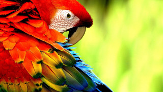 Colorful bird green background blurry 2 - a green background and a blurry background free wallpaper