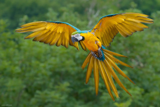 Colorful bird flying wings spread 10 - a colorful bird free wallpaper