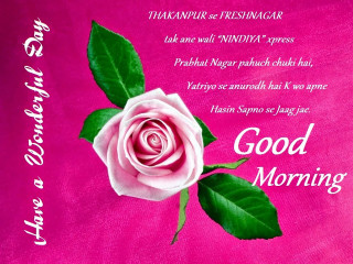 Pink rose green leaves morning - a pink rose free wallpaper