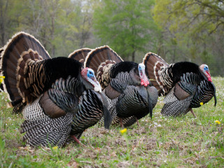 Turkeys standing field grass flowers - bird free wallpaper for desktop