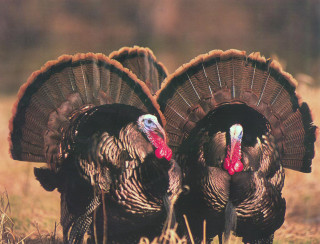 Two turkeys field heads turned - bird free wallpaper for desktop
