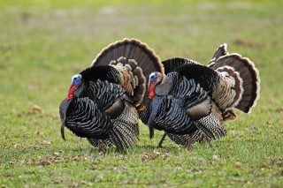 Two turkeys grass field green - the grass together free wallpaper