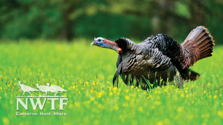 Turkey field flower wings tiltshift - a turkey free wallpaper