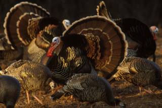 Turkeys group standing field together - primitivism free wallpaper