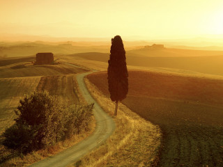 Lone tree dirt road field - a dirt road in a field free wallpaper