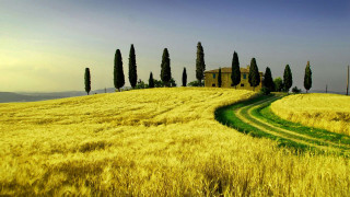 Field house trees path grass - a house and trees free wallpaper