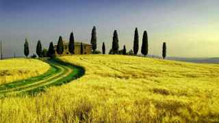 Wheat field mountain trees moon - correggio free wallpaper